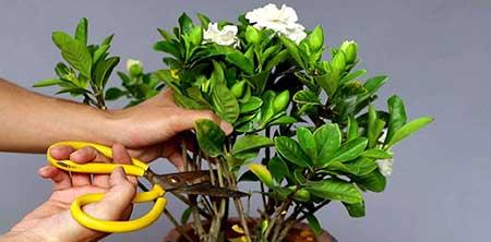 绿植栀子花怎么养