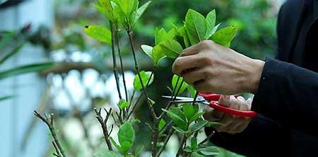 绿植栀子花怎么养