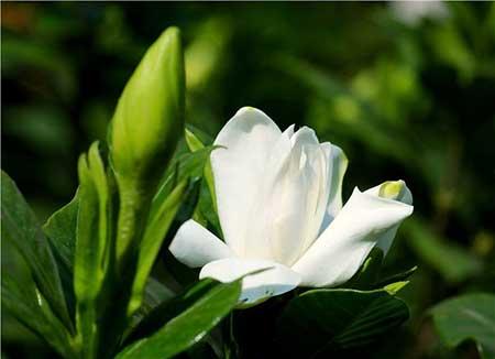 绿植栀子花怎么养