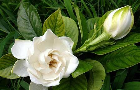 绿植栀子花怎么养
