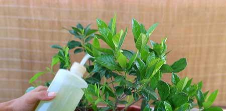 绿植栀子花怎么养