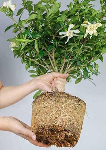 绿植栀子花怎么养