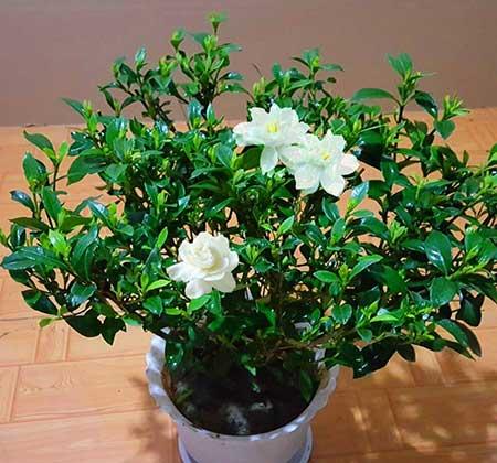 绿植栀子花怎么养