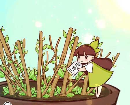 绿植养殖技巧