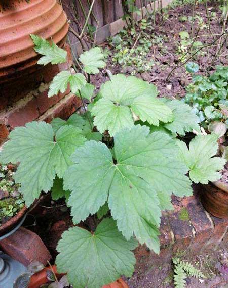 绿植养殖技巧