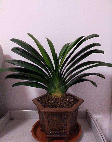 绿植养殖技巧