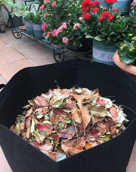 绿植养殖技巧