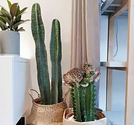 绿植维护表