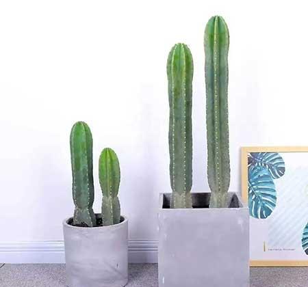 绿植维护表
