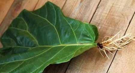 绿植琴叶榕怎么养