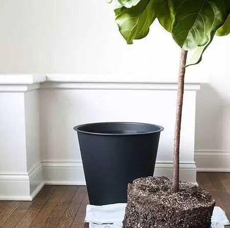 绿植琴叶榕怎么养