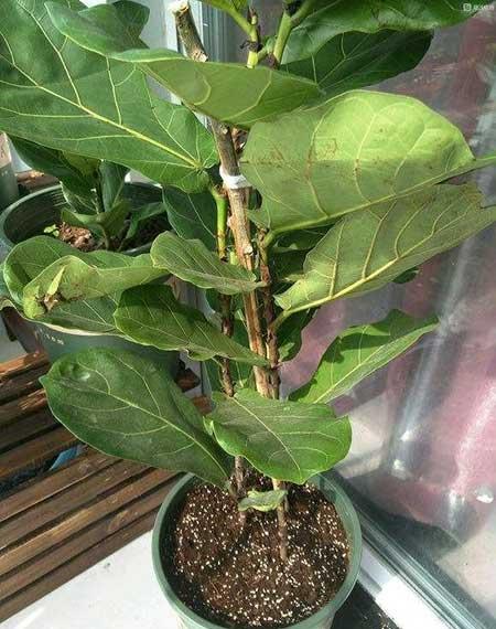 绿植琴叶榕怎么养