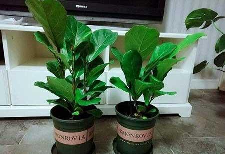 绿植琴叶榕怎么养