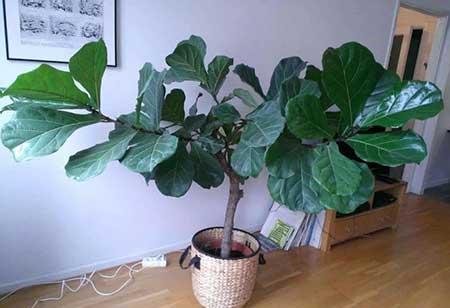 绿植琴叶榕怎么养