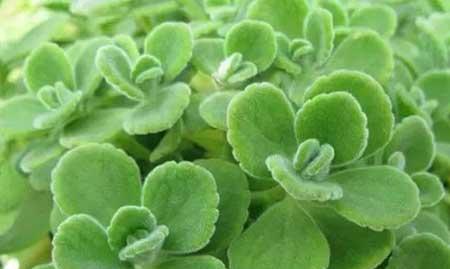 绿植碰碰香怎么养