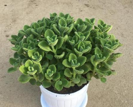 绿植碰碰香怎么养
