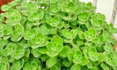 绿植碰碰香怎么养