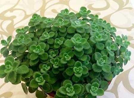 绿植碰碰香怎么养