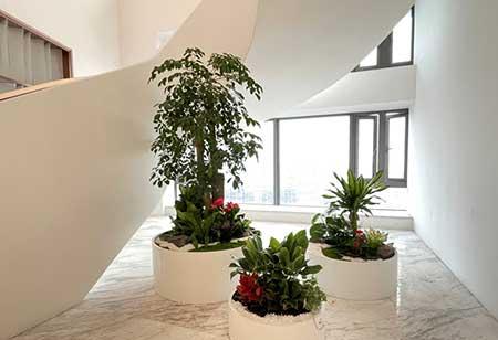 室内植物租摆
