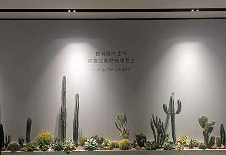 室内植物租摆