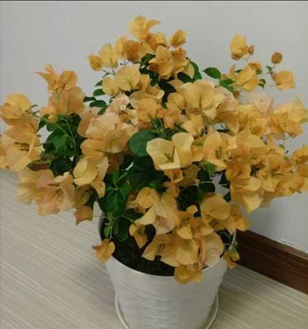 绿植花卉种植