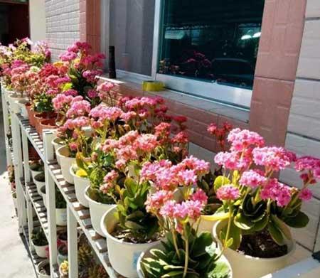 绿植花卉种植