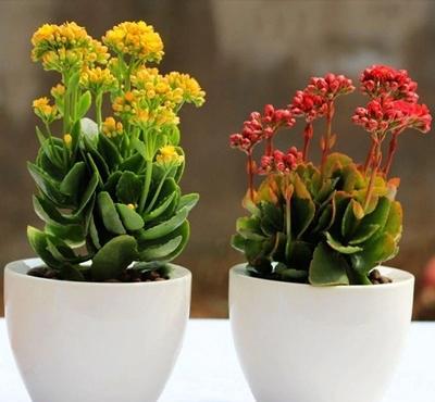 绿植花卉种植