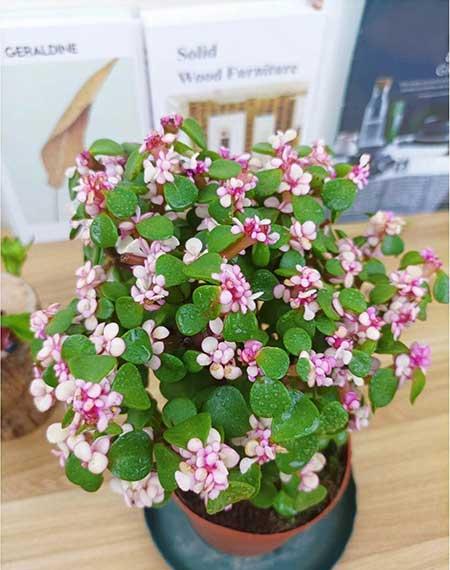老人适合养的花
