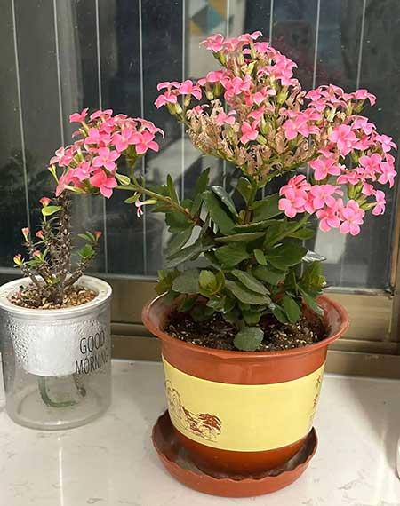 老人适合养的花