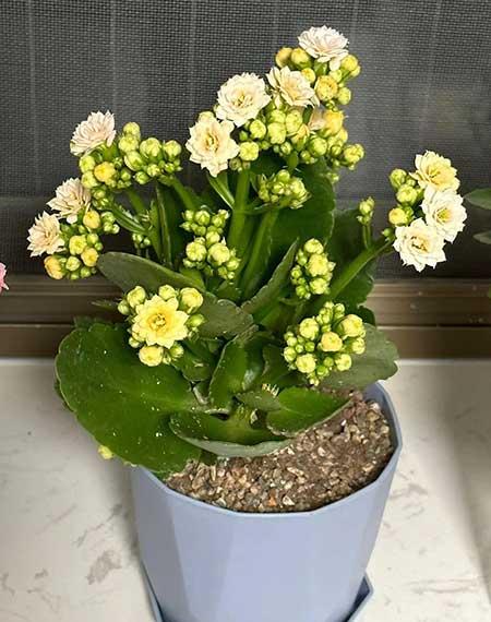 老人适合养的花