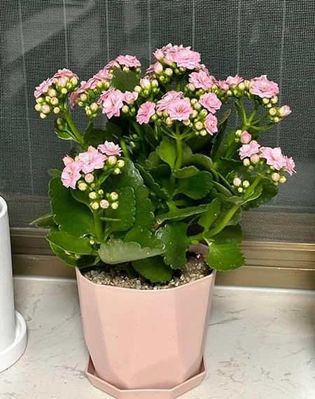 老人适合养的花
