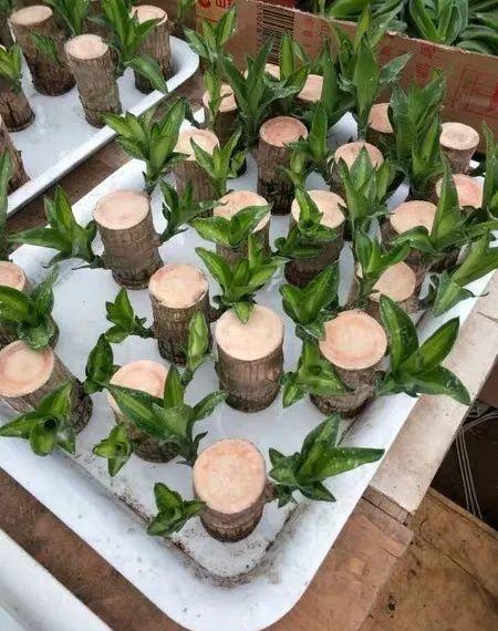 碱性水适合养什么花