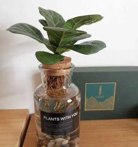 碱性水适合养什么花