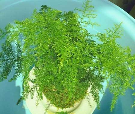碱性水适合养什么花