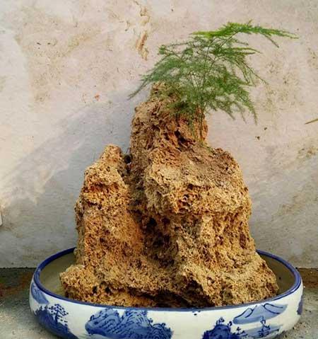 碱性水适合养什么花