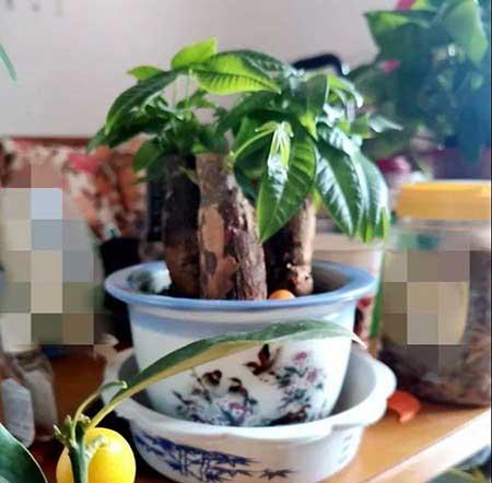 碱性水适合养什么花