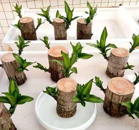 碱性水适合养什么花