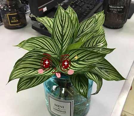 碱性水适合养什么花