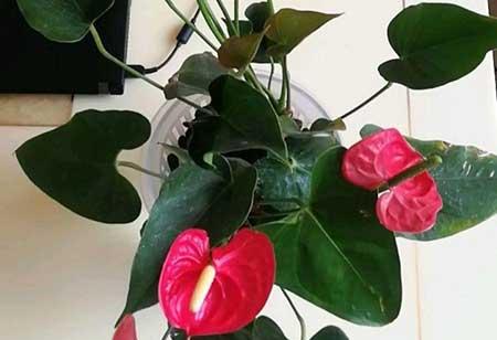 碱性水适合养什么花
