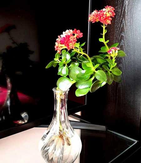 碱性水适合养什么花