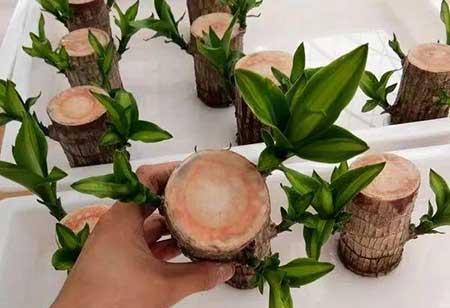 碱性水适合养什么花