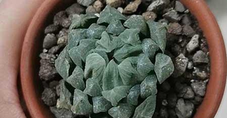 碱性水适合养什么花