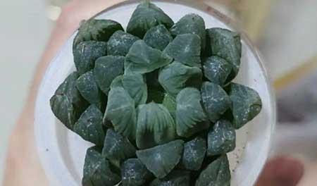 碱性水适合养什么花