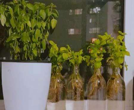 碱性水适合养什么花