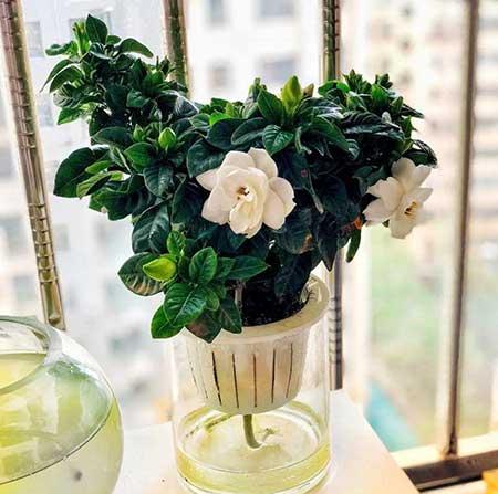碱性水适合养什么花