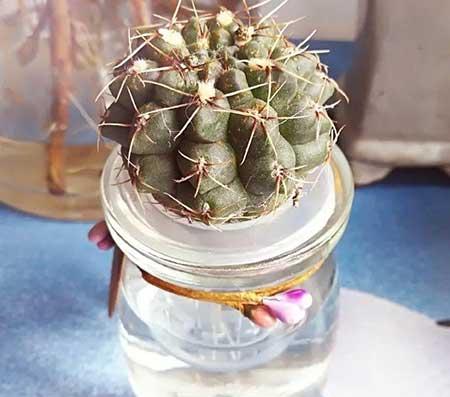 碱性水适合养什么花