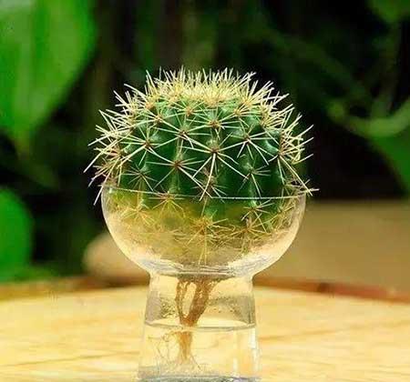 碱性水适合养什么花
