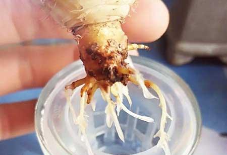 碱性水适合养什么花