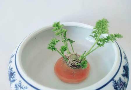 碱性水适合养什么花