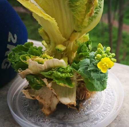 碱性水适合养什么花